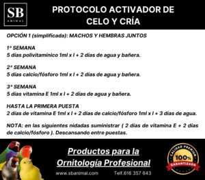 PROTOCOLO CELO SIMPLIFICADA